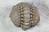 Bargain, Enrolled Lochovella (Reedops) Trilobite - Oklahoma #68618-5